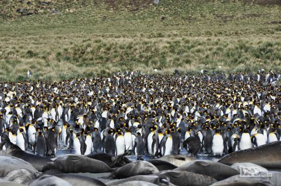 Uma multidão de pinguins rei na praia de Gold Harbour, na Geórgia do Sul